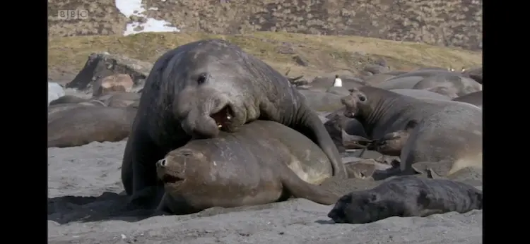 Southern elephant seal (Mirounga leonina) as shown in Frozen Planet - Spring